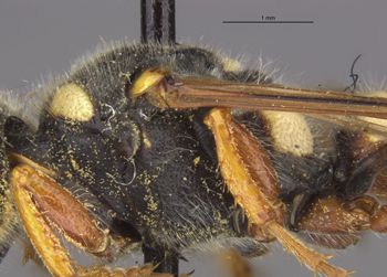 Media type: image;   Entomology 14706 Aspect: thorax lateral